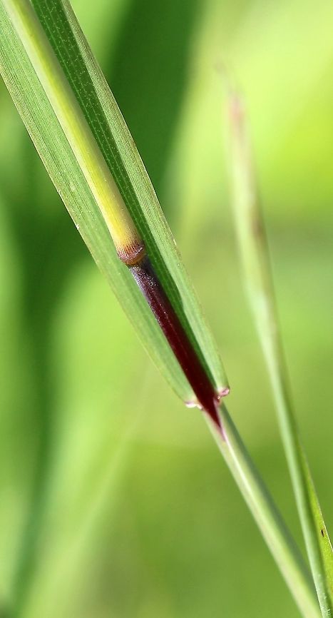Muhlenbergia frondosa (Wirestem Muhly) Detail of node and internode which are shiny and glabrous except for a small amount of hairs just below the node. Plants growing in a mesic sandy soil in full sun. Geotagged,Muhlenbergia frondosa,Poaceae,Summer,United States,Wirestem Muhly,grass,leaf sheath,node