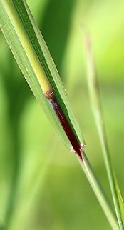 Muhlenbergia frondosa (Wirestem Muhly) Detail of node and internode which are shiny and glabrous except for a small amount of hairs just below the node. Plants growing in a mesic sandy soil in full sun. Geotagged,Muhlenbergia frondosa,Poaceae,Summer,United States,Wirestem Muhly,grass,leaf sheath,node