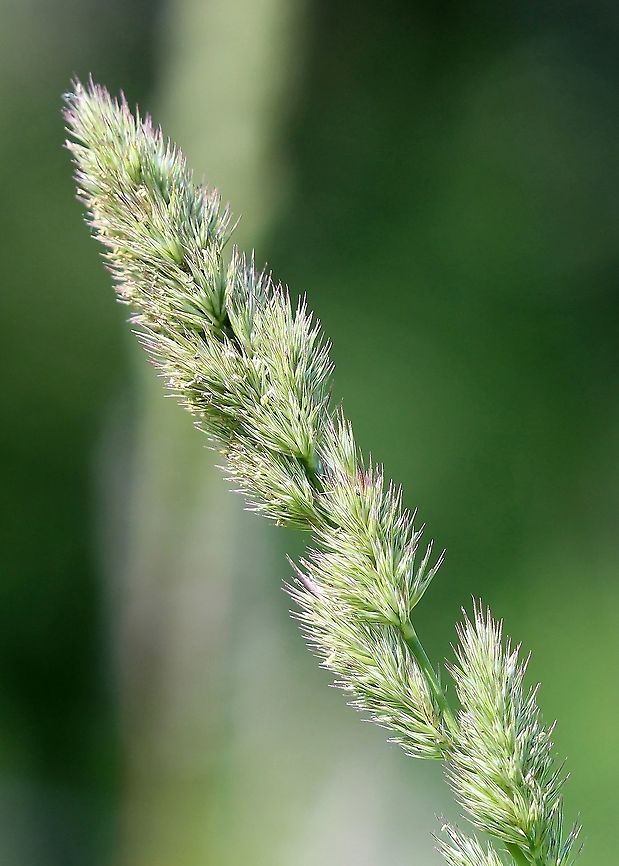 Muhlenbergia frondosa (Wirestem Muhly) Panicle. Plants growing in a mesic sandy soil in full sun. Geotagged,Grass,Muhlenbergia frondosa,Poaceae,Summer,United States,Wirestem Muhly
