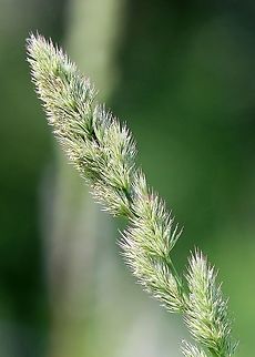 Muhlenbergia frondosa (Wirestem Muhly) Panicle. Plants growing in a mesic sandy soil in full sun. Geotagged,Grass,Muhlenbergia frondosa,Poaceae,Summer,United States,Wirestem Muhly