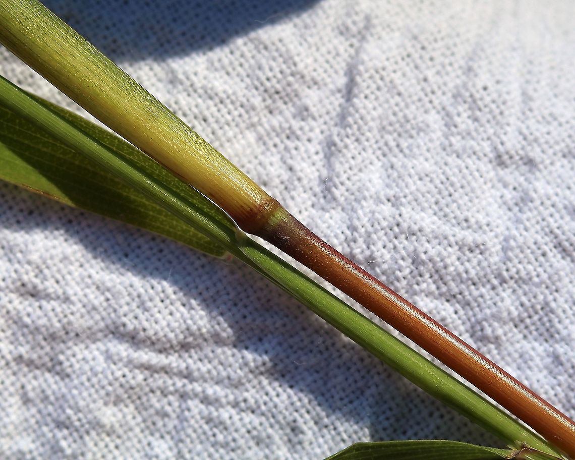 Muhlenbergia frondosa (Wirestem Muhly) Detail of node and internode which are shiny and essentially glabrous. Plants growing in a mesic sandy soil in full sun. Geotagged,Muhlenbergia frondosa,Poaceae,Summer,United States,Wirestem Muhly,grass