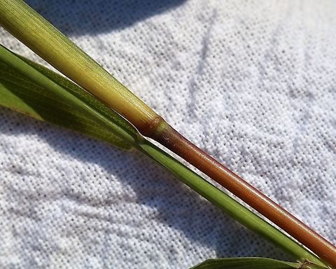 Muhlenbergia frondosa (Wirestem Muhly) Detail of node and internode which are shiny and essentially glabrous. Plants growing in a mesic sandy soil in full sun. Geotagged,Muhlenbergia frondosa,Poaceae,Summer,United States,Wirestem Muhly,grass