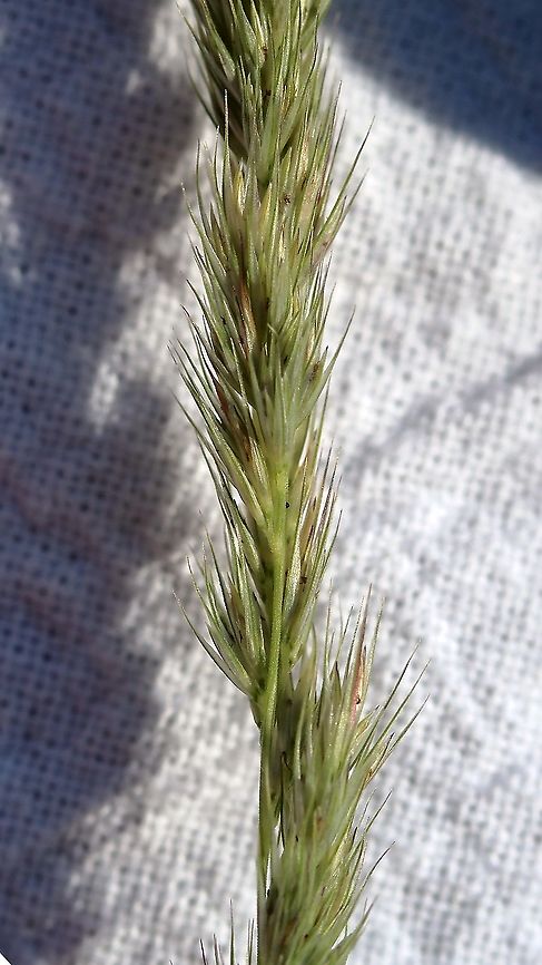 Muhlenbergia mexicana Detail of panicle. Plants growing in a moist wooded area near a wetland. Geotagged,Muhlenbergia mexicana,Poaceae,Summer,United States,grass