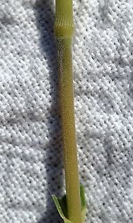 Muhlenbergia mexicana Detail of node and internode showing fine pubescence from above the node to the leaf sheath. Plants growing in a moist wooded area near a wetland. Geotagged,Muhlenbergia mexicana,Poaceae,Summer,United States,grass