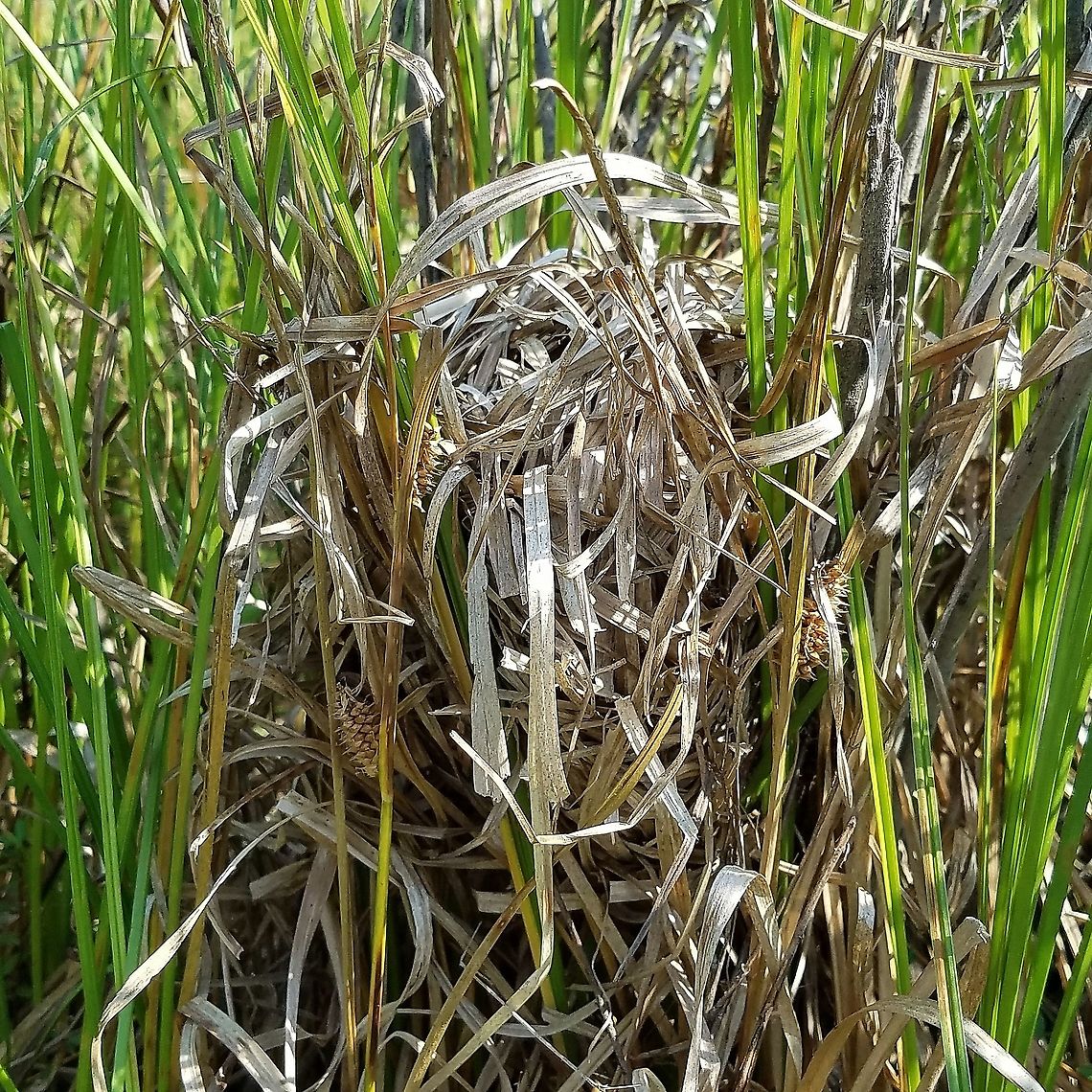 Sedge Wren nest A Sedge Wren nest made from leaves of Carex utriculata and placed about 6 inches above the ground in a meadowsweet (Spiraea alba) bush. Found in a former cranberry bed that is now reverting to a native species wetland habitat. Carex utriculata,Cistothorus platensis,Geotagged,Grass wren,Summer,United States,bird nest,nest,sedge,sedge wren,wetland
