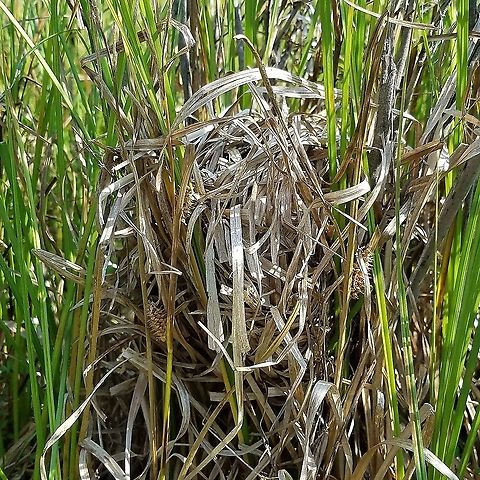 Sedge Wren nest A Sedge Wren nest made from leaves of Carex utriculata and placed about 6 inches above the ground in a meadowsweet (Spiraea alba) bush. Found in a former cranberry bed that is now reverting to a native species wetland habitat. Carex utriculata,Cistothorus platensis,Geotagged,Grass wren,Summer,United States,bird nest,nest,sedge,sedge wren,wetland
