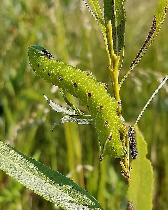 Paonias excaecata caterpillar Feeding on leaves of meadow willow (Salix petiolaris). Found in a former cranberry bed that is now reverting to a native species wetland habitat. Blinded Sphinx,Geotagged,Lepidoptera,Paonias excaecata,Paonias excaecatus,Summer,United States,caterpillar,moth,wetland