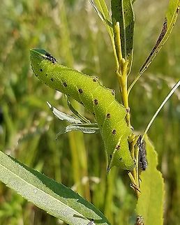 Paonias excaecata caterpillar Feeding on leaves of meadow willow (Salix petiolaris). Found in a former cranberry bed that is now reverting to a native species wetland habitat. Blinded Sphinx,Geotagged,Lepidoptera,Paonias excaecata,Paonias excaecatus,Summer,United States,caterpillar,moth,wetland