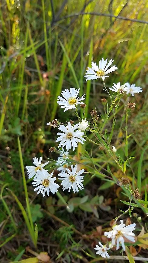 Symphyotrichum boreale (Northern Bog Aster) Found in a former cranberry bed that is now reverting to a native species wetland habitat. Aster borealis,Geotagged,Summer,Symphyotrichum boreale,United States