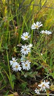 Symphyotrichum boreale (Northern Bog Aster) Found in a former cranberry bed that is now reverting to a native species wetland habitat. Aster borealis,Geotagged,Summer,Symphyotrichum boreale,United States