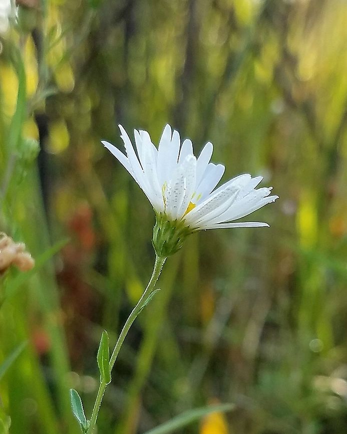 Symphyotrichum boreale (Northern Bog Aster) Found in a former cranberry bed that is now reverting to a native species wetland habitat. Aster borealis,Geotagged,Summer,Symphyotrichum boreale,United States