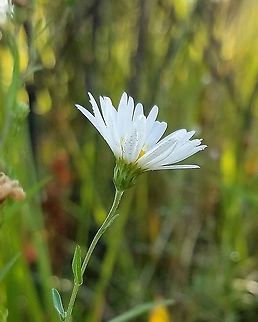 Symphyotrichum boreale (Northern Bog Aster) Found in a former cranberry bed that is now reverting to a native species wetland habitat. Aster borealis,Geotagged,Summer,Symphyotrichum boreale,United States