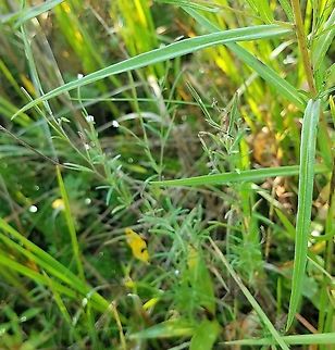 Symphyotrichum boreale (Northern Bog Aster) The leaves of this aster are very long, narrow, smooth margined (or rarely with a few small teeth) but with some short hairs near the base, and sessile. Found in a former cranberry bed that is now reverting to a native species wetland habitat. Aster borealis,Geotagged,Summer,Symphyotrichum boreale,United States
