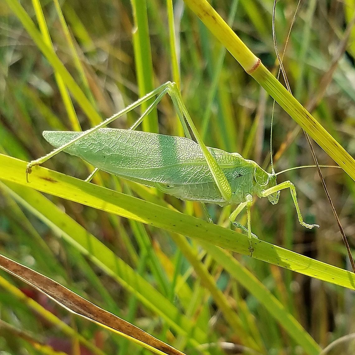 Scudderia septentrionalis Found in a former cranberry bed that is now reverting to a native species wetland habitat. Geotagged,Scudderia septentrionalis,Summer,United States,insect,katydid,wetland