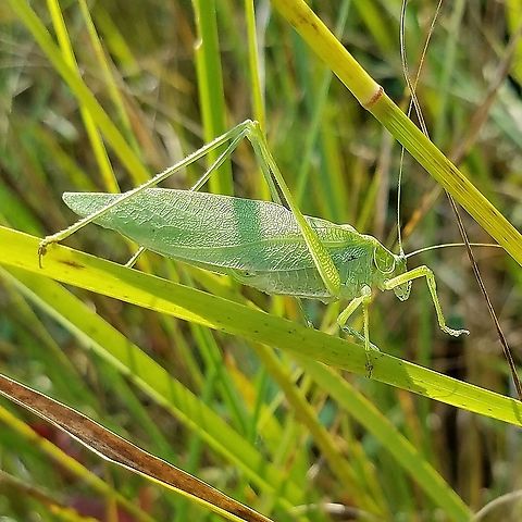 Scudderia septentrionalis Found in a former cranberry bed that is now reverting to a native species wetland habitat. Geotagged,Scudderia septentrionalis,Summer,United States,insect,katydid,wetland