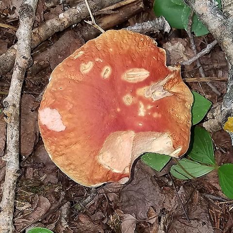 A bolete No blue staining, odor negligible, slight reticulation on upper portion of stalk which is also solid. Typical pore pattern. Growing in a mixed aspen and conifer forest. Geotagged,Summer,United States,bolete,fungus,mushroom