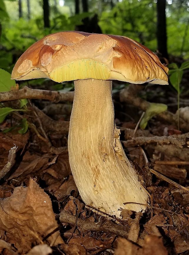 A bolete No blue staining, odor negligible, slight reticulation on upper portion of stalk which is also solid. Typical pore pattern. Growing in a mixed aspen and conifer forest. Geotagged,Summer,United States,bolete,fungus,mushroom