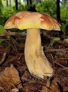 A bolete No blue staining, odor negligible, slight reticulation on upper portion of stalk which is also solid. Typical pore pattern. Growing in a mixed aspen and conifer forest. Geotagged,Summer,United States,bolete,fungus,mushroom