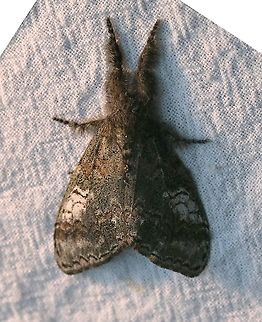 Dasychira plagiata  Dasychira plagiata,Geotagged,Lepidoptera,Moth Week 2020,Summer,United States,insect,moth