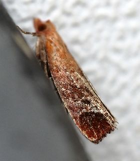 Epinotia madderana Distribution maps show this species to be widely scattered in southern Canada and the northeastern to the midwestern US. It appears to be uncommon but this may be from lack of collection and observations.

https://mothphotographersgroup.msstate.edu/species.php?hodges=3290
https://bugguide.net/node/view/1639454/data Epinotia madderana,Geotagged,Lepidoptera,Moth Week 2020,Summer,United States,insect,micromoth,moth