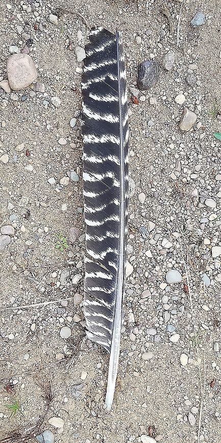 Meleagris gallopavo (wild turkey) feather One of the wing feathers. Found in a sandy field near the edge of mixed oak and pine forest. There are six subspecies of wild turkey but the most widespread and also the only one found in Wisconsin is Meleagris gallopavo silvestris. Geotagged,Meleagris gallopavo,Meleagris gallopavo silvestris,Summer,United States,Wild turkey,bird feather,feather,turkey feather