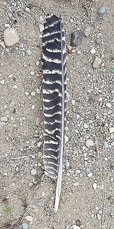 Meleagris gallopavo (wild turkey) feather One of the wing feathers. Found in a sandy field near the edge of mixed oak and pine forest. There are six subspecies of wild turkey but the most widespread and also the only one found in Wisconsin is Meleagris gallopavo silvestris. Geotagged,Meleagris gallopavo,Meleagris gallopavo silvestris,Summer,United States,Wild turkey,bird feather,feather,turkey feather