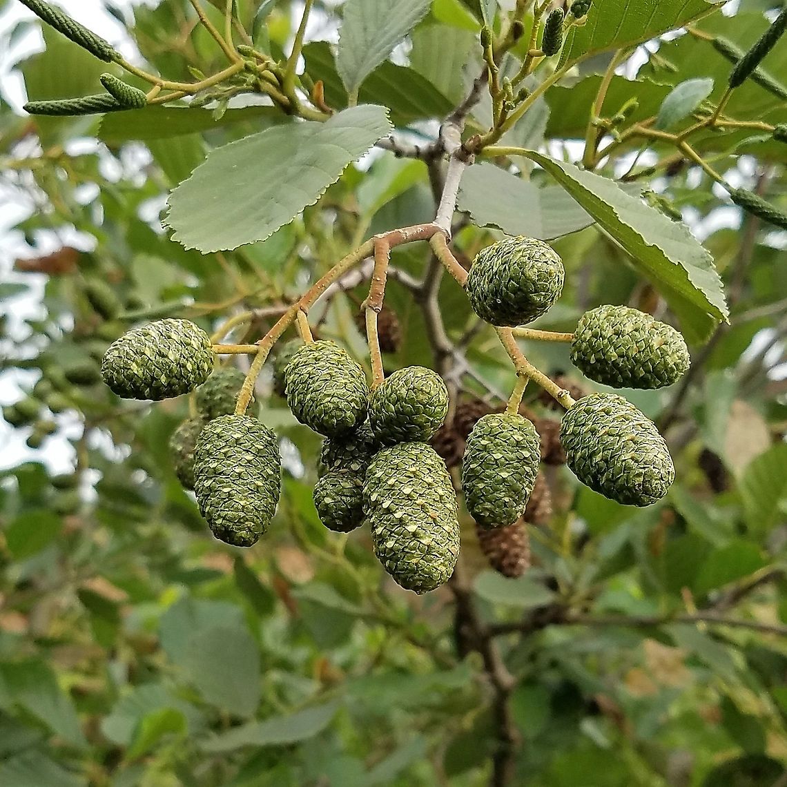 Alnus glutinosa Ripening cones of Alnus glutinosa. Alnus glutinosa,European alder,Geotagged,Summer,United States,cones