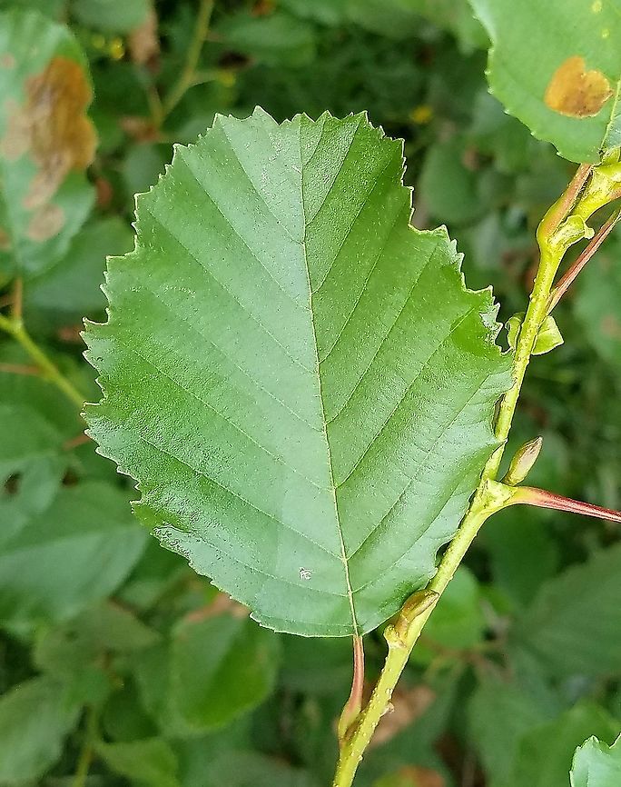 Alnus glutinosa Leaf showing carsely doubel serrate margins and flat leaf tip. Alnus glutinosa,European alder,Geotagged,Summer,United States