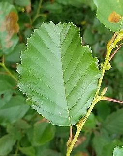 Alnus glutinosa Leaf showing carsely doubel serrate margins and flat leaf tip. Alnus glutinosa,European alder,Geotagged,Summer,United States