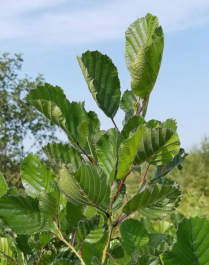 Alnus glutinosa New growth with shiny leaves and twigs coated with a resinous substance. Alnus glutinosa,European alder,Geotagged,Summer,United States
