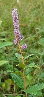 Spiraea tomentosa These normally bloom much earlier in the season. Geotagged,Spiraea tomentosa,Steeplebush,Summer,United States