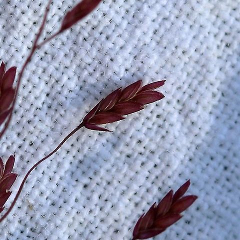 Eragrostis spectabilis (Purple Lovegrass) Purple spikelets, flattened florets, prominent lateral veins, margins of lemmas and paleas with fringes. Eragrostis spectabilis is a low-growing perennial clump-forming grass that produces long panicles of flowers on thin stems in late summer. As the flowers and later seeds mature the florets take on a deep pink color. When masses of these plants grow together the effect can be spectacular. When the seeds mature the stems will break off and be blown about scatereing seeds in new locations.

Habitat: dry sandy and gravelly soil in full sun. Eragrostis spectabilis,Geotagged,Purple Lovegrass,Summer,United States,grass