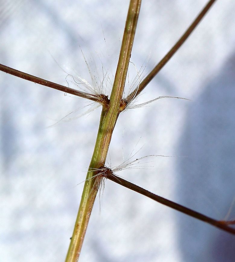 Eragrostis spectabilis (Purple Lovegrass) Hairs at axils of inflorescence branches. Eragrostis spectabilis is a low-growing perennial clump-forming grass that produces long panicles of flowers on thin stems in late summer. As the flowers and later seeds mature the florets take on a deep pink color. When masses of these plants grow together the effect can be spectacular. When the seeds mature the stems will break off and be blown about scatereing seeds in new locations.<br />
<br />
Habitat: dry sandy and gravelly soil in full sun. Eragrostis spectabilis,Geotagged,Purple Lovegrass,Summer,United States,grass