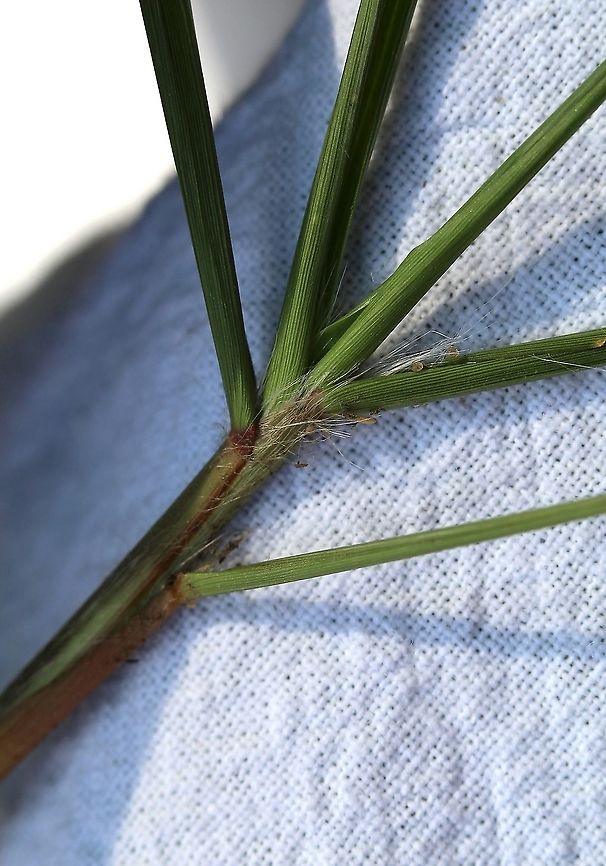 Eragrostis spectabilis (Purple Lovegrass) Hairy ligules. Eragrostis spectabilis is a low-growing perennial clump-forming grass that produces long panicles of flowers on thin stems in late summer. As the flowers and later seeds mature the florets take on a deep pink color. When masses of these plants grow together the effect can be spectacular. When the seeds mature the stems will break off and be blown about scatereing seeds in new locations.<br />
<br />
Habitat: dry sandy and gravelly soil in full sun. Eragrostis spectabilis,Geotagged,Purple Lovegrass,Summer,United States,grass