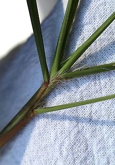 Eragrostis spectabilis (Purple Lovegrass) Hairy ligules. Eragrostis spectabilis is a low-growing perennial clump-forming grass that produces long panicles of flowers on thin stems in late summer. As the flowers and later seeds mature the florets take on a deep pink color. When masses of these plants grow together the effect can be spectacular. When the seeds mature the stems will break off and be blown about scatereing seeds in new locations.

Habitat: dry sandy and gravelly soil in full sun. Eragrostis spectabilis,Geotagged,Purple Lovegrass,Summer,United States,grass