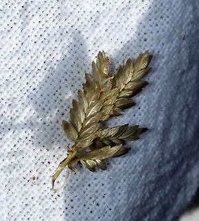 Eragrostis minor (Little Lovegrass) Detail of florets and glands along the margins of the palea. Eragrostis minor is an annual clump forming grass with a matted to erect growth form.

Habitat: dry sandy and gravelly soil in full sun. Eragrostis minor,Geotagged,Little Lovegrass,Summer,United States,grass