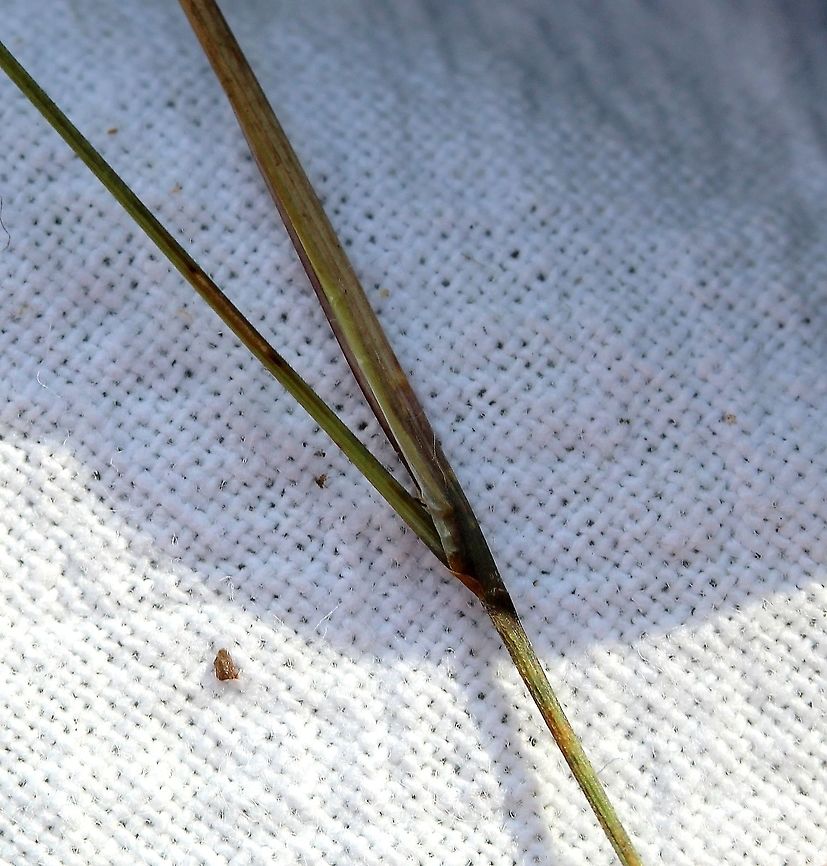 Aristida basiramea (Forked Three-awn) Detail of glabrous leaf sheath. Aristida basiramea is a small clump-forming annual grass with a narrow leaves giving it a wispy appearance. When in flower and later as the seeds mature the inflorescence has a dark green color.<br />
<br />
Habitat: dry sandy and gravelly soil in full sun. Aristida basiramea,Forked Three-awn),Geotagged,Summer,United States,grass
