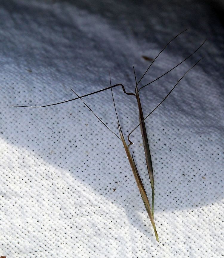 Aristida basiramea (Forked Three-awn) Detail of maturing florets showing awns. Aristida basiramea is a small clump-forming annual grass with a narrow leaves giving it a wispy appearance. When in flower and later as the seeds mature the inflorescence has a dark green color.<br />
<br />
Habitat: dry sandy and gravelly soil in full sun. Aristida basiramea,Forked Three-awn,Geotagged,Summer,United States,grass