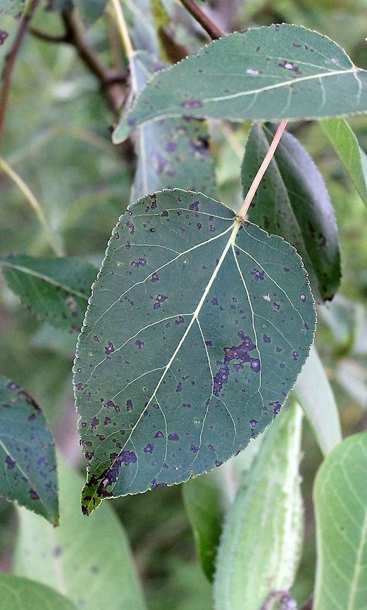 Populus balsamifera leaf  Balsam Poplar,Geotagged,Populus balsamifera,Summer,United States