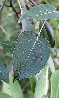 Populus balsamifera leaf  Balsam Poplar,Geotagged,Populus balsamifera,Summer,United States