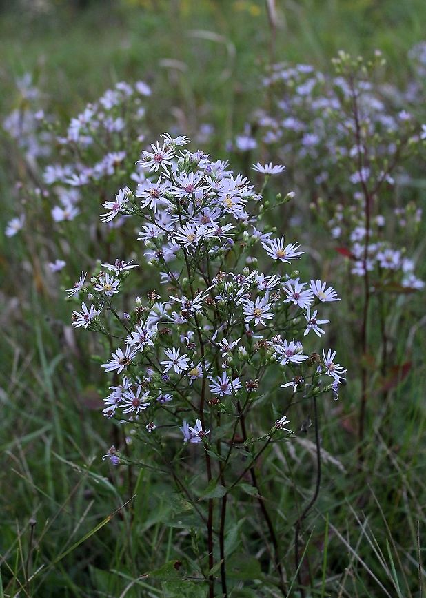 Symphyotrichum ciliolatum Habitat: old field with goldenrods and other asters. Geotagged,Lindley's Aster,Summer,Symphyotrichum ciliolatum,United States