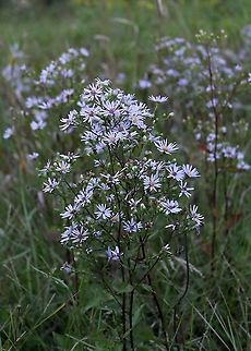 Symphyotrichum ciliolatum Habitat: old field with goldenrods and other asters. Geotagged,Lindley's Aster,Summer,Symphyotrichum ciliolatum,United States