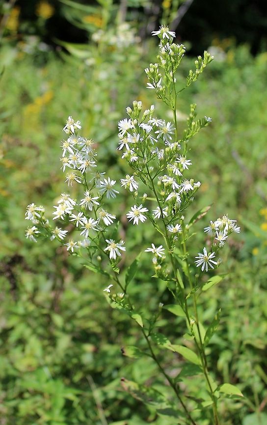 Symphyotrichum urophyllum (Arrowleaf Aster) Six days later. This plant has been here since at least 2003 and was blooming even then. That might mean it is about 20 years old or older.<br />
<br />
<figure class="photo"><a href="https://www.jungledragon.com/image/100360/symphyotrichum_urophyllum.html" title="Symphyotrichum urophyllum"><img src="https://s3.amazonaws.com/media.jungledragon.com/images/3383/100360_thumb.JPG?AWSAccessKeyId=05GMT0V3GWVNE7GGM1R2&Expires=1769040010&Signature=Zg7fLP12Vl0ORCt8LkHArJpT0Co%3D" width="122" height="152" alt="Symphyotrichum urophyllum Detail of involucral bracts before flowers open. Habitat; old field with goldenrods and other aster species. Asteraceae,Geotagged,Summer,Symphyotrichum urophyllum,United States,angiosperm,flower,plant" /></a></figure> Arrowleaf Aster,Aster urophyllum,Asteraceae,Geotagged,Summer,Symphyotrichum urophyllum,United States,White Arrowleaf Aster,aster,flower