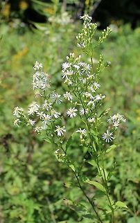 Symphyotrichum urophyllum (Arrowleaf Aster) Six days later. This plant has been here since at least 2003 and was blooming even then. That might mean it is about 20 years old or older.

https://www.jungledragon.com/image/100360/symphyotrichum_urophyllum.html Arrowleaf Aster,Aster urophyllum,Asteraceae,Geotagged,Summer,Symphyotrichum urophyllum,United States,White Arrowleaf Aster,aster,flower
