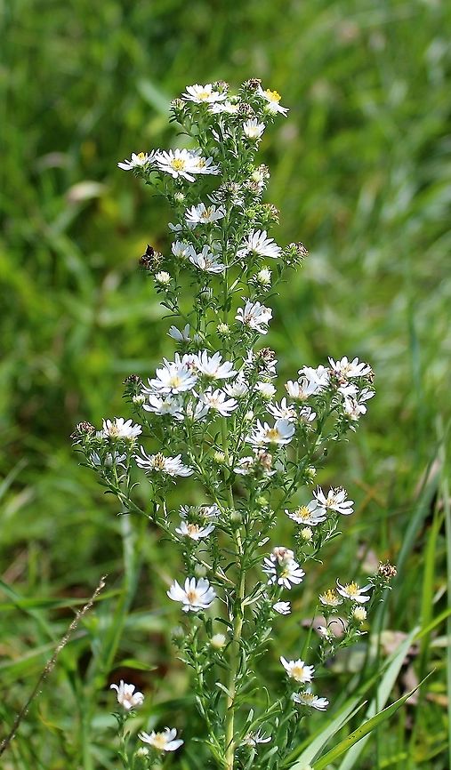 Symphyotrichum ericoides (Heath Aster) Stem leaves of Symphyotrichum ericoides are linear with a sharp tip, about 6 mm wide and up to 5 cm long. The basal leaves are spatulate but wither before flowering begins. Aster ericoides,Asteraceae,Geotagged,Heath Aster,Summer,Symphyotrichum ericoides,United States,aster