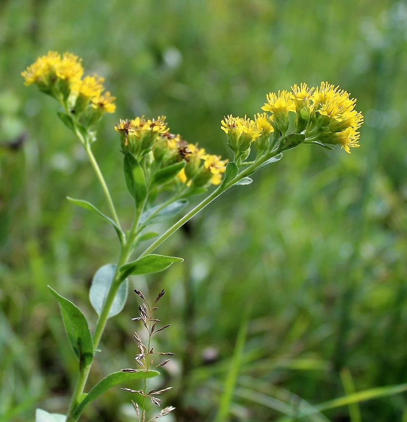 Solidago rigida (Stiff Goldenrod)  Asteraceae,Geotagged,Solidago rigida,Stiff Goldenrod,Summer,United States,goldenrod