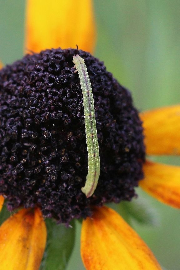 Eupithecia sp. A  Eupithecia species but which one? Feeding on flowers of Rudbeckia hirta (black-eyed Susan, Asteraceae). Eupithecia,Geotagged,Lepidoptera,Rudbeckia hirta,Summer,United States,caterpillar,insect,moth