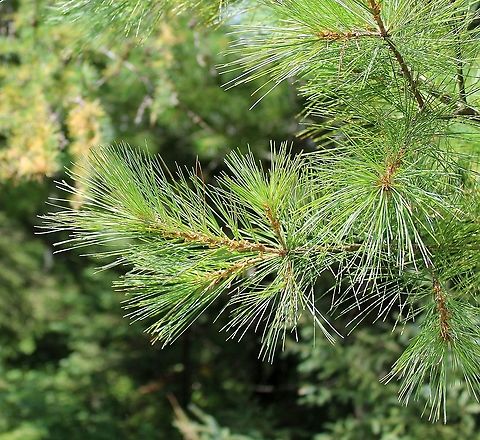 Pinus strobus (Eastern White Pine)  Eastern White Pine,Geotagged,Pinus strobus,Summer,United States,conifer,gymnosperm,pine,pine needles