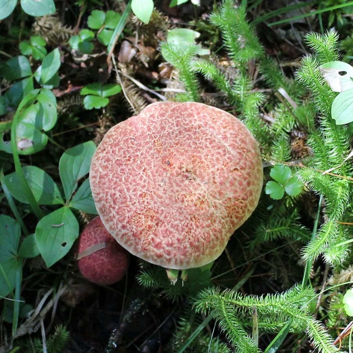 Suillus spraguei (Suillus pictus) In a moist conifer forest but no white pines nearby. Geotagged,Suillus pictus,Suillus spraguei,Summer,United States