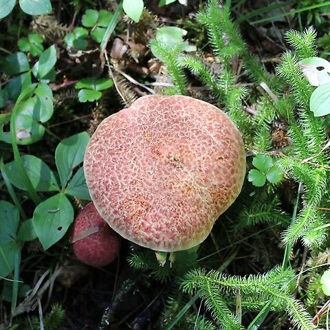 Suillus spraguei (Suillus pictus) In a moist conifer forest but no white pines nearby. Geotagged,Suillus pictus,Suillus spraguei,Summer,United States